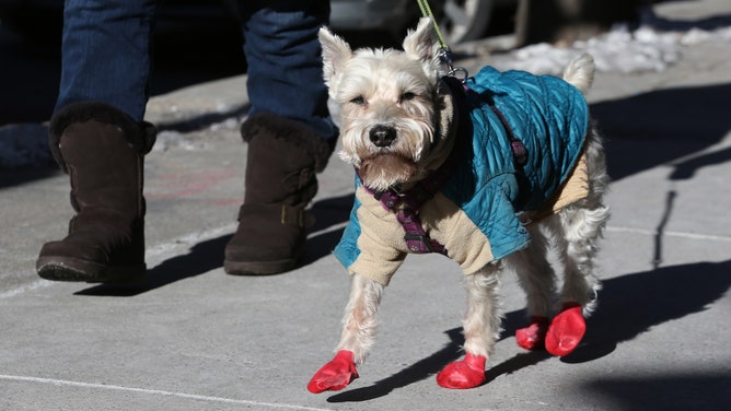 (Boston, MA - 1/2/18) A dog wearing a jacket and booties takes a walk in Chinatown as temperatures hover just above single digits, Tuesday, January 02, 2018