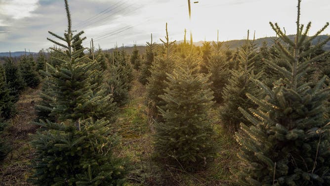 A Christmas tree farm is pictured in the small town of Newland, in the Blue Ridge Mountains of North Carolina, on December 6, 2025. According to the North Carolina Department of Agriculture, the state grows more than 26% of the Christmas trees in the US and is ranked second in the nation in number of trees harvested. More than 40,000 acres is estimated to be in Christmas tree production.
