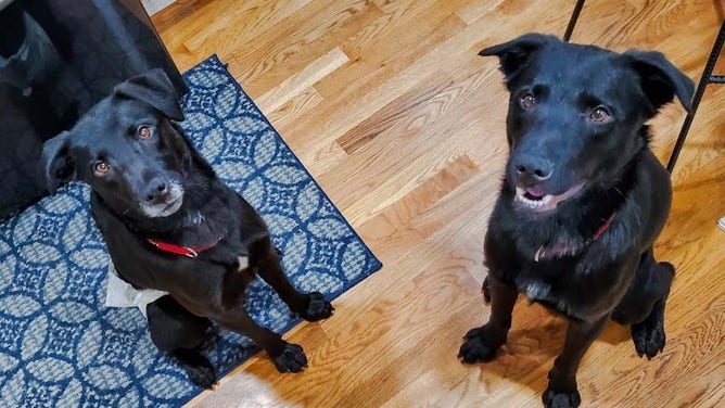 Holly and Jolly, two of the dogs housed at Everett Animal Shelter, in their foster home.