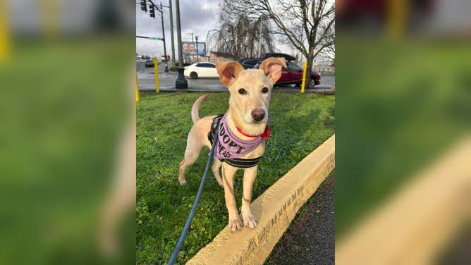 Izzy, an Everett Animal Shelter dog, in her temporary foster home.