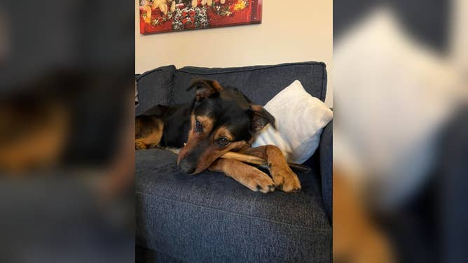 Paris, an Everett Animal Shelter dog, in her temporary foster.