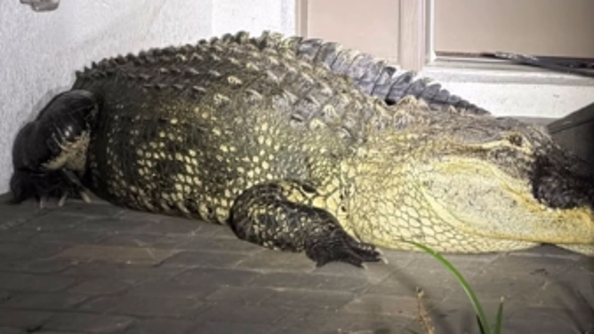 Sarasota County Sheriff's remove 600-pound alligator on Monday, Dec. 1, 2025.