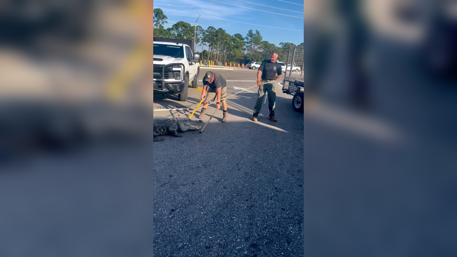 Sarasota County Sheriff's Officers, with help from an alligator wrangler remove a giant gator the 7-Eleven parking lot in Venice, Florida
