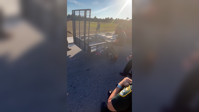 Sarasota County Sheriff’s Officers load a giant alligator onto a trailer after it wondered to a 7-Eleven in Venice, Florida.