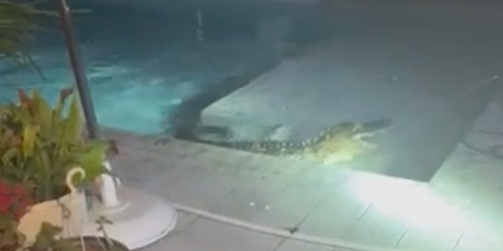 ビデオ: フロリダのプールで深夜に泳ぎ、格闘したワニ