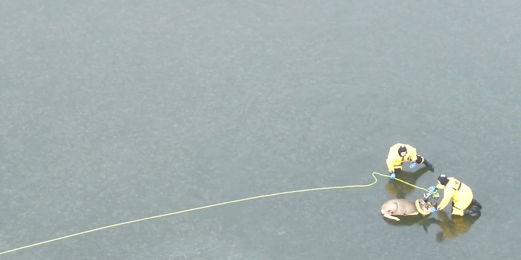 Watch: Injured, exhausted deer rescued from middle of frozen reservoir in Colorado