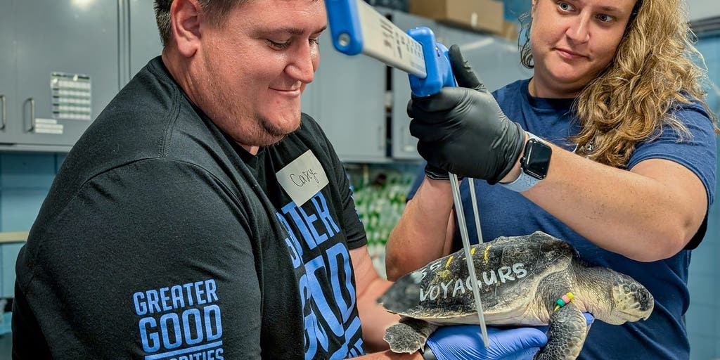 Two organizations team up to save cold-stunned sea turtles