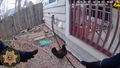 See it: Colorado sheriff's deputy wrangles loose chickens from neighborhood - Fox News