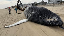 Photos: Young humpback whale washes ashore after likely ship strike in Delaware