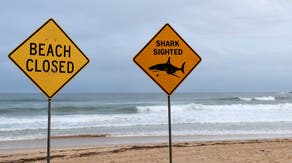 Surfer injured in fourth shark attack in 48 hours, closing beaches near major Australia city