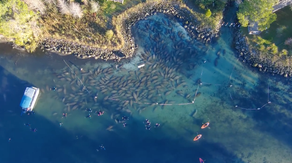 Video captures dozens of manatees seeking refuge in toasty waters of Florida