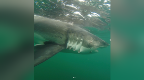 See it: 12-foot great white shark named 'Ernst' pings off coast of Alabama this week