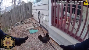 See it: Colorado sheriff's deputy wrangles loose chickens from neighborhood