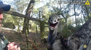 See it: Runaway emu handcuffed by Florida sheriff's deputy after evading capture