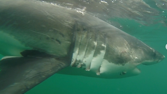 12-foot great white shark named 'Ernst' pings off coast of Alabama - Fox News