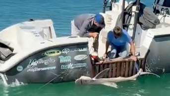 Florida deputies save shark tangled in hooks on crab trap buoy line - Fox News