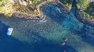 Video captures dozens of manatees seeking refuge in toasty waters of Florida