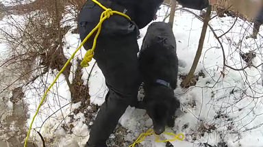 See it: Large dog rescued from icy canal in upstate New York