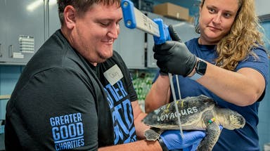 Two organizations team up to save cold-stunned sea turtles