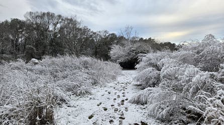Freezing in Florida: Arctic chill reaches Sunshine State, breaking records and causing power disruptions