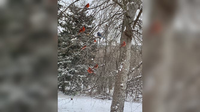 Birds enjoy the fresh snow in Cushing, OK