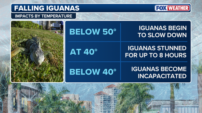 Temperature impacts on Iguanas
