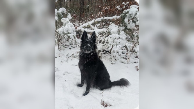Gigi the dog enjoying the snow the blanketed Cape Cod, Massachusetts, on Saturday