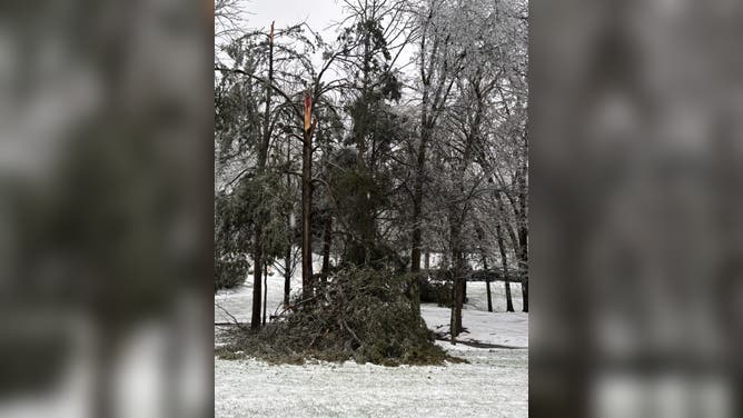 Ice snaps tree in Franklin, TN.