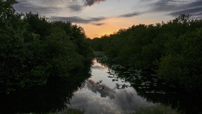 Wetland plants are seen at dusk on Earth Day at Everglades National Park, Florida, April 22, 2024.