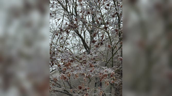 Ice builds up on trees in Texarkana, TX
