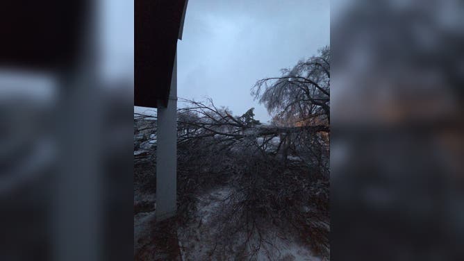 Ice takes down tree in Nashville, Tennessee on Sunday.