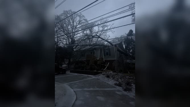 Ice downs tree in Oxford, MS.
