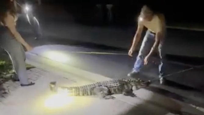 The trapper and another person spectating measured the alligator at 7 feet, 11 inches.