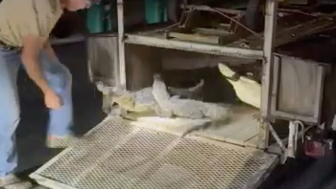 Another alligator tried escaping while the tailgate of the trapper's trailer was open.