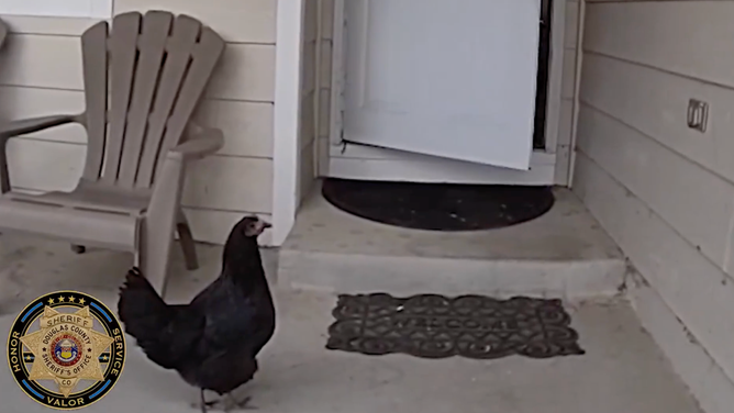 The chicken walked from house-to-house and even up to a front door.