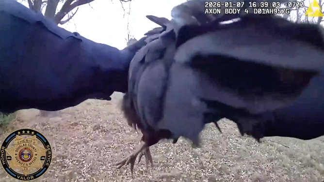 The deputy holds "Bertha" the chicken in his hands after capturing her.