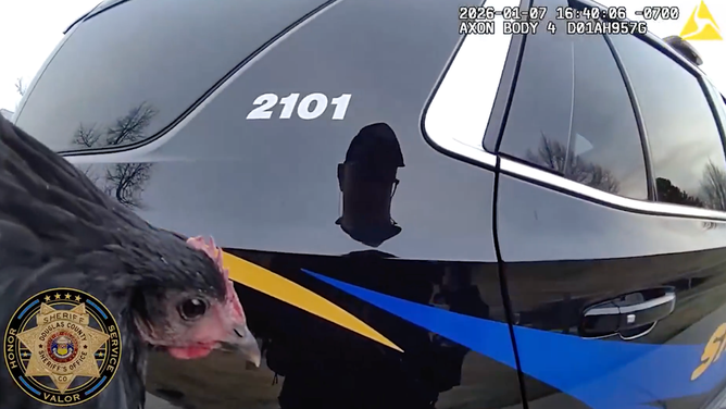 The deputy tucked the chicken under his arm while he unlocked his vehicle to put the bird inside.