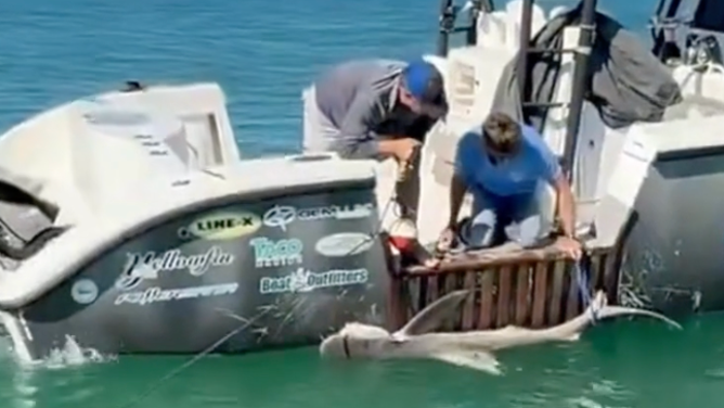 Shark rescued after entanglement near Manatee Public Beach in Florida on Jan. 9.