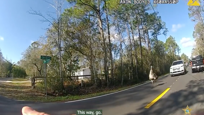 The sheriff's deputy tried to get the emu off the road.