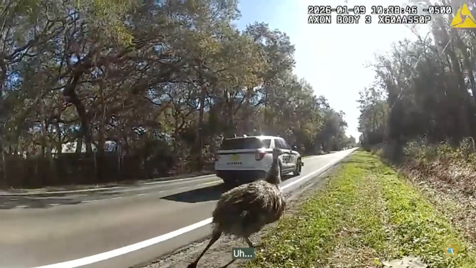 The emu hightailed it away from the officer when he tried to capture it.