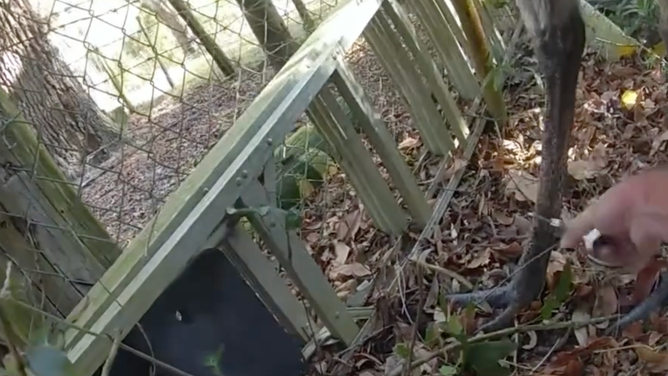 Cpl. Keisler puts a handcuff on the emu's leg before it moved.