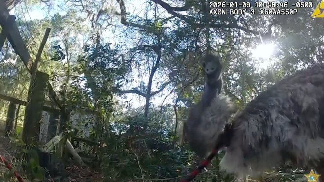 The emu attempted to bite the officer after he handcuffed it.
