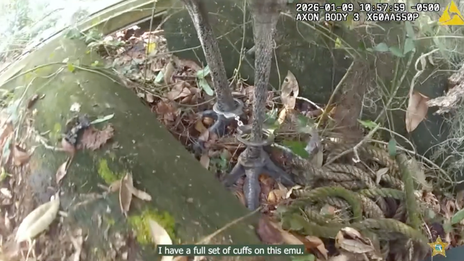 The emu's legs with handcuffs on them.