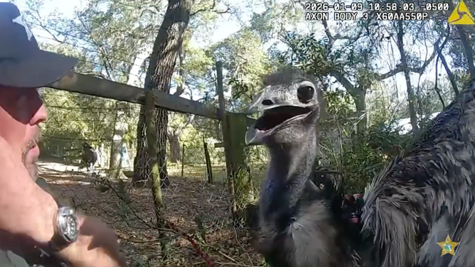 The bird stares at Cpl. Kiesler after his capture.