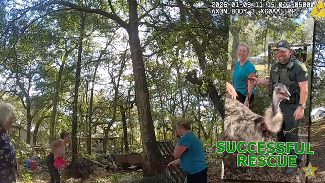 The emu's owners persuaded it back toward its home and Cpl. Keisler poses with the bird after its capture.