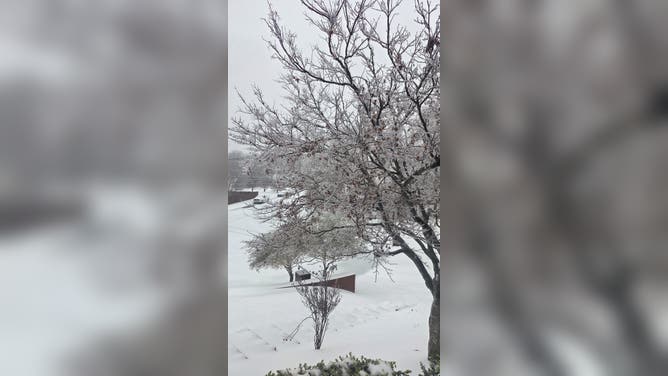 Snow encased in ice in Clarksville, Tennessee Sunday.