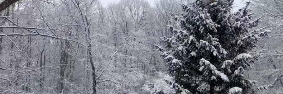 Photos: Hours of rare snowflakes in South end as storm charges up the East Coast, dumping inches of snow