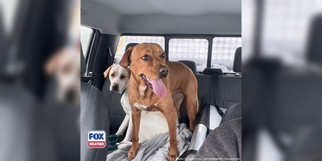 Video: Snowplow driver rescues two dogs during blizzard in New York