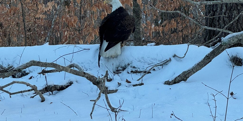 Bald eagle with gunshot wound found in Kentucky state park to be euthanized due to severe injuries