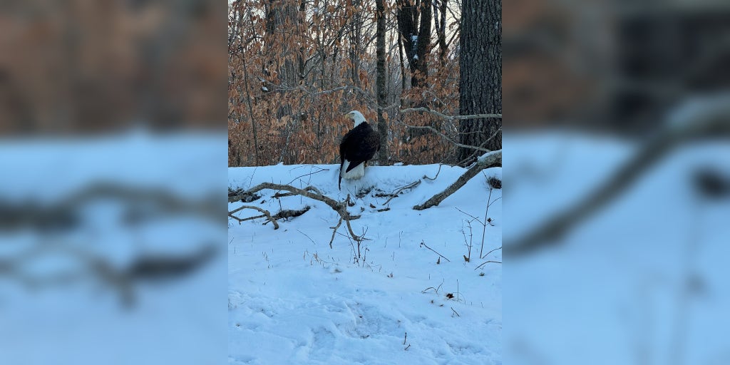 Bald eagle with gunshot wound found in Kentucky state park to be euthanized due to severe injuries